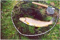 Picture of Flowers Farm Trout Lakes